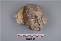 藏品(皺岩螺)的圖片